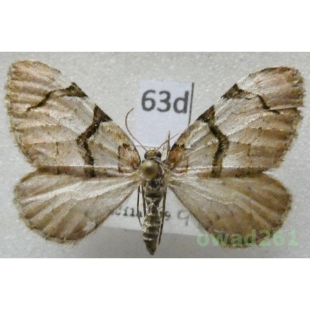 Anticlea derivata (Denis & Schiffermüller, 1775) Czech63d